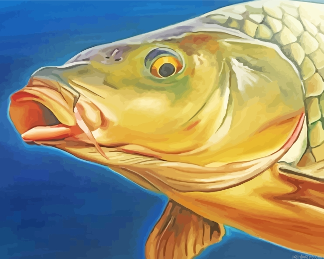 Carp Fish Head Painting By Numberss.png