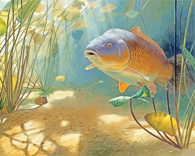 Carp Fish Underwater Painting By Numberss.png