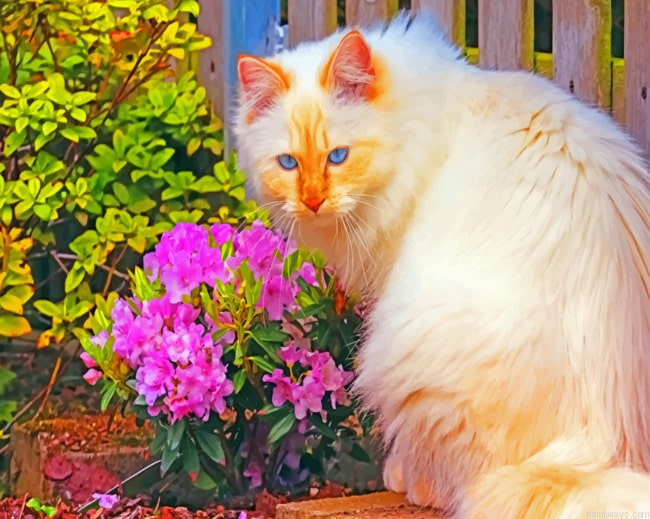 Cat And Rhododendron Painting By Numberss.png