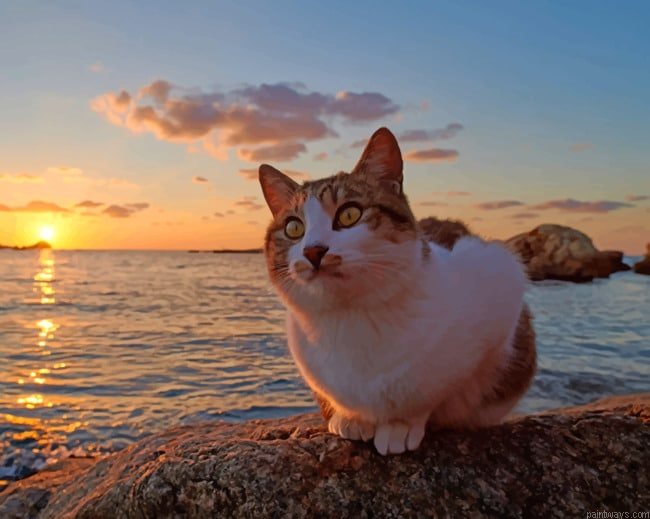 Cat At The Beach New Painting By Numberss.png