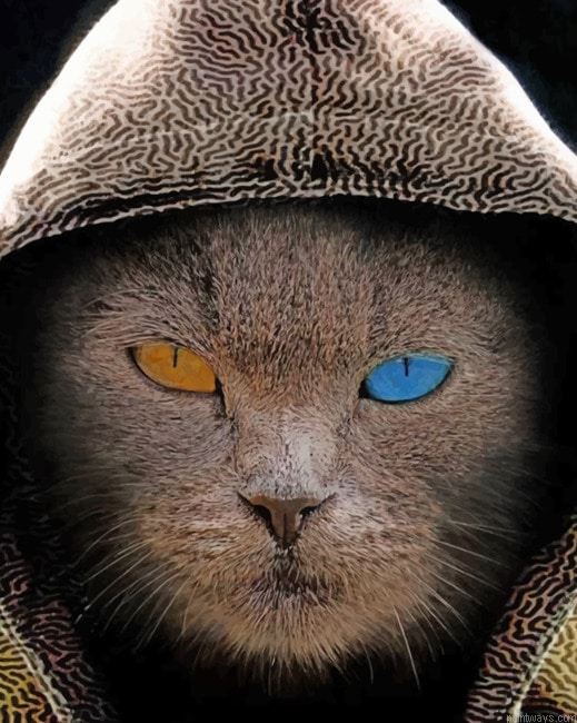 Cat In Hood New Painting By Numberss.png