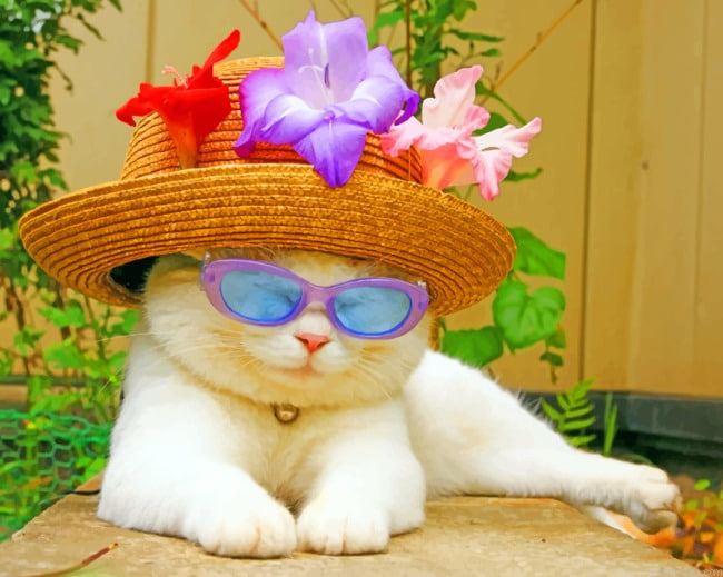 Cat In Summer Hat Animals Painting By Numberss.png