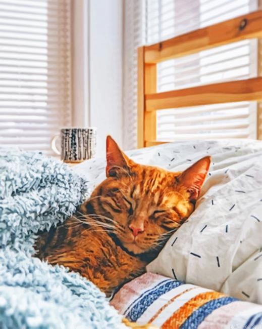 Cat Sleeping On Bed New Painting By Numberss.png