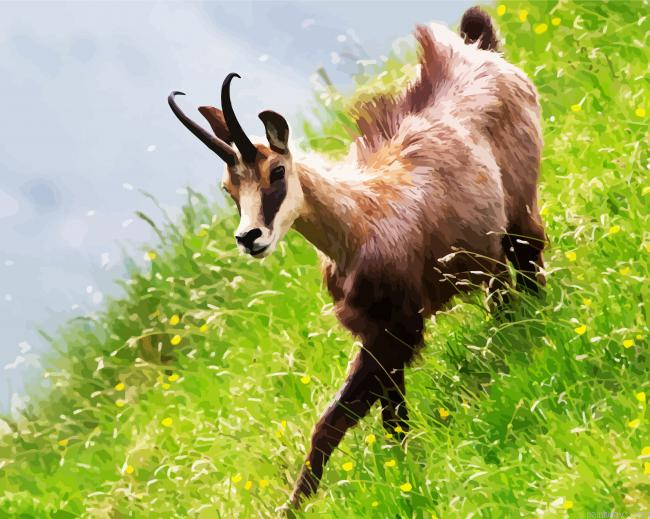Chamois In Field Painting By Numberss.png