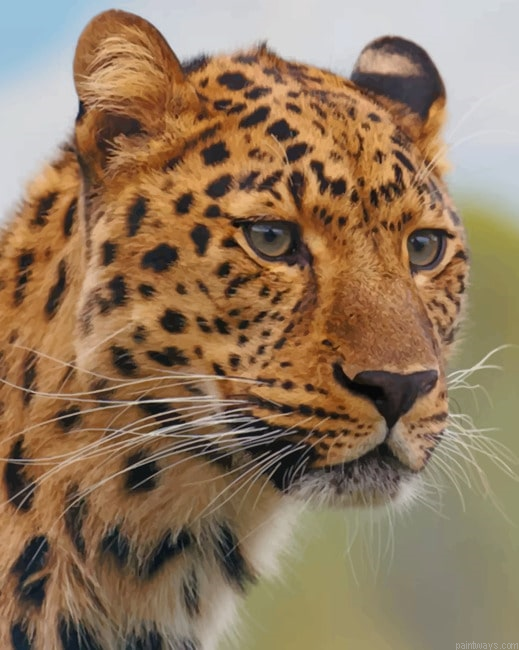 Cheetah Leopard Animals Painting By Numberss.png