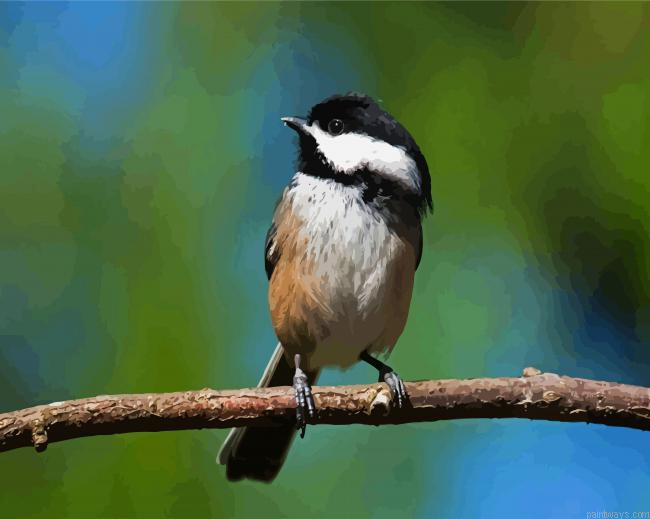 Chickadee Bird Painting By Numberss.png