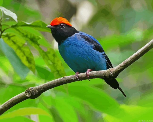 Chiroxiphia Bird Painting By Numberss.png
