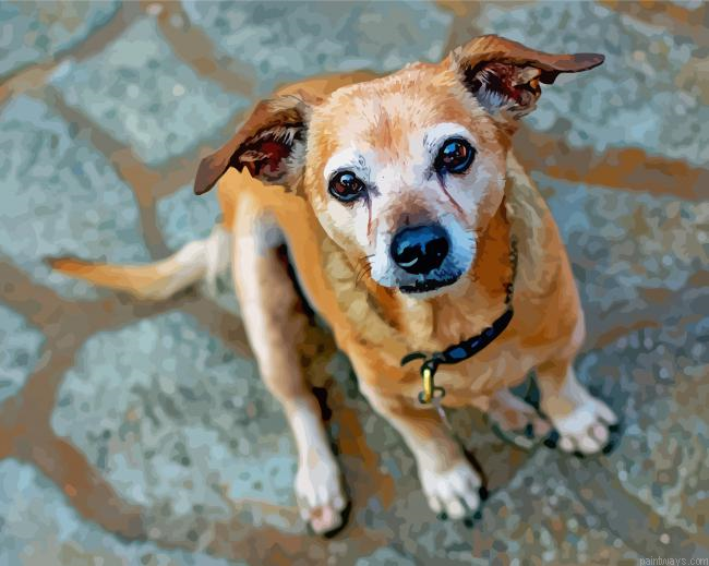 Chiweenie Dog Breed Painting By Numberss.png