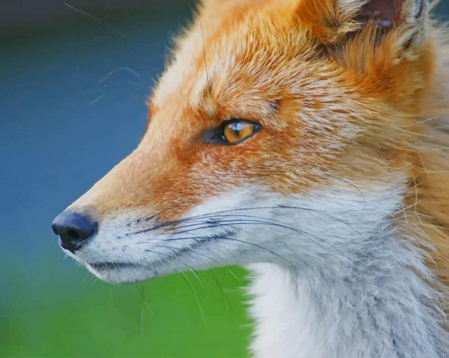 Close Red Fox New Painting By Numberss.png