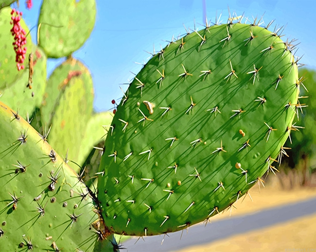 Close Up Cactus New Painting By Numberss.png