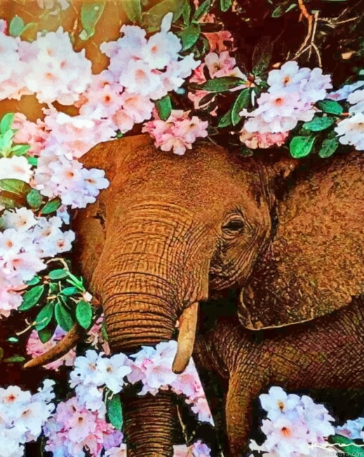 Close Up Elephant Painting By Numberss.png