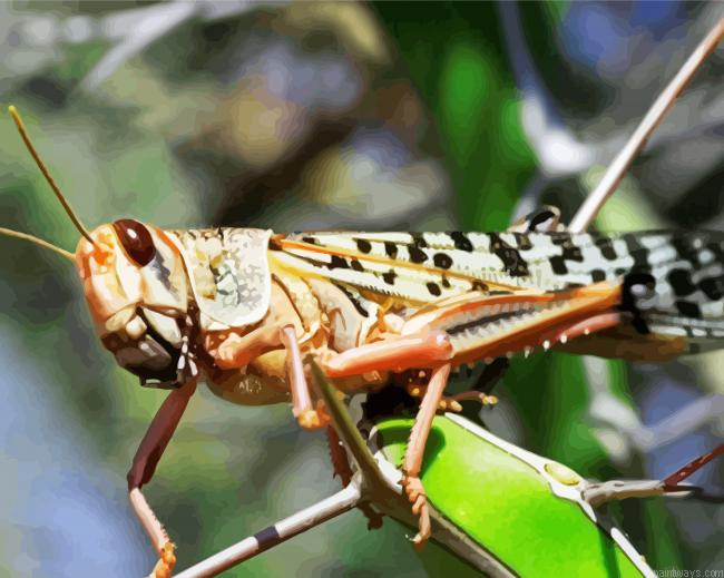 Close Up Locust Painting By Numberss.png