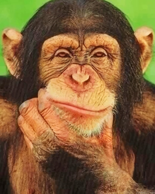 Close Up Monkey New Painting By Numberss.png