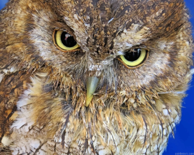 Close Up Owl Birds Painting By Numberss.png