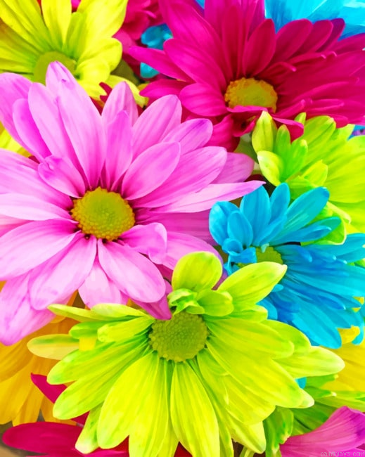 Close Up Petaled Flowers Painting By Numberss.png