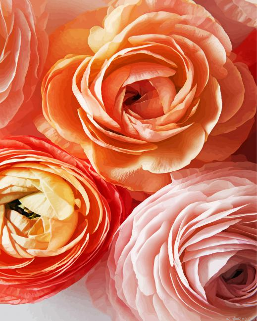 Close Up Ranunculus Painting By Numberss.png