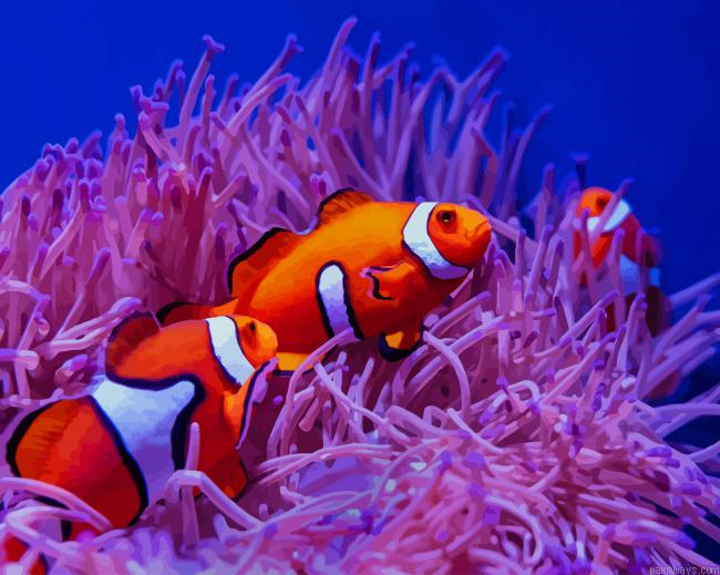 Clownfish New Painting By Numberss.png
