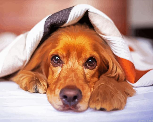 Cocker Spaniel With Blanket Painting By Numberss.png