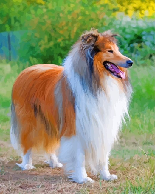 Collie Dog Painting By Numberss.png
