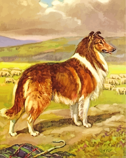 Collie Dog With Sheep Painting By Numberss.png