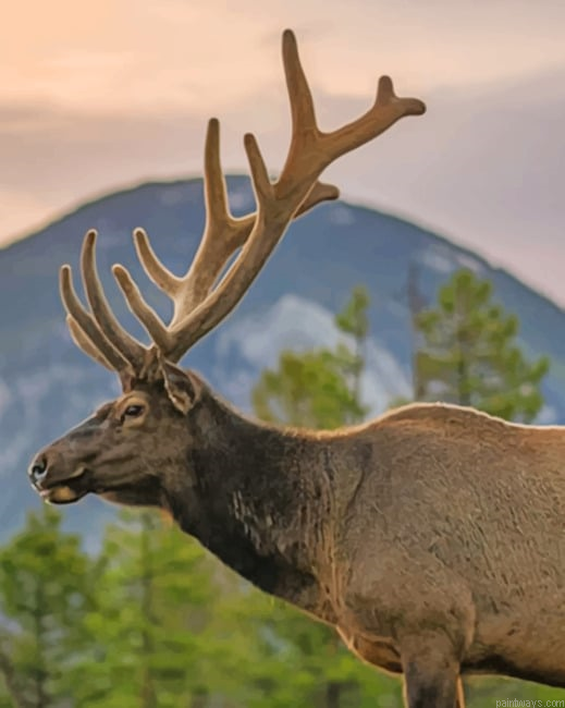 Colorados Deer New Painting By Numberss.png
