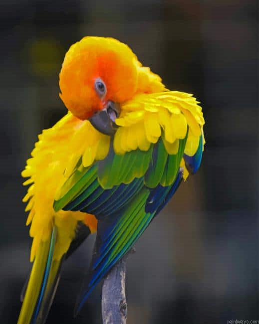 Colored Macaw New Painting By Numberss.png
