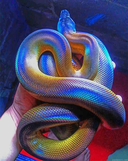 Colorful Albertis Python New Painting By Numberss.png