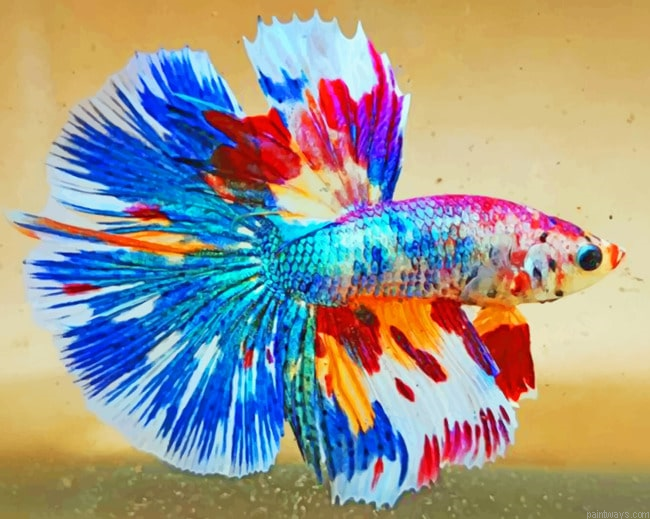 Colorful Betta Fish Painting By Numberss.png