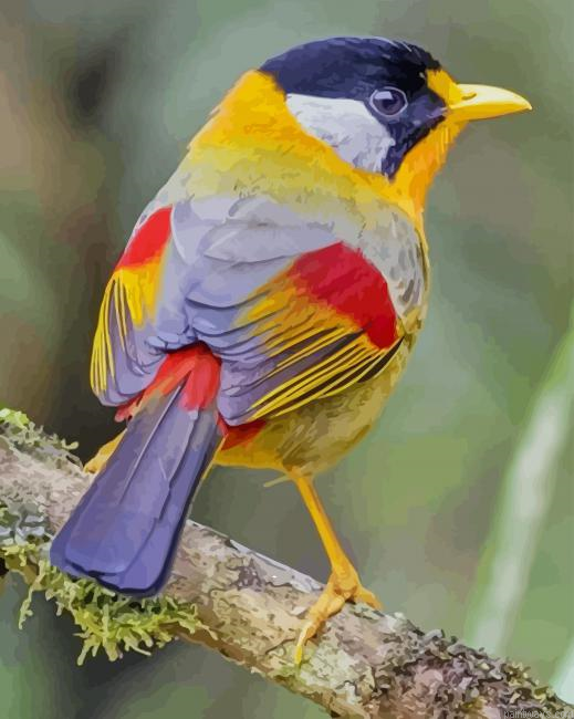 Colorful Bird New Painting By Numberss.png