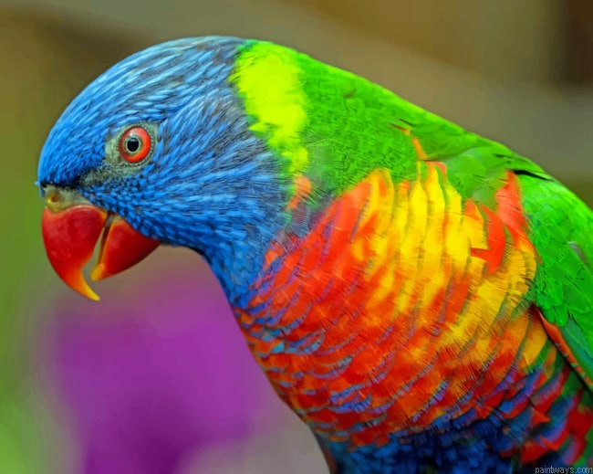 Colorful Bird Painting By Numberss.png