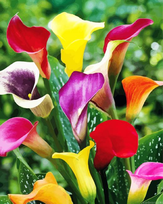 Colorful Calla Lilies Painting By Numberss.png