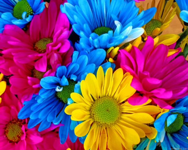 Colorful Daisies Paint By Numbers.png