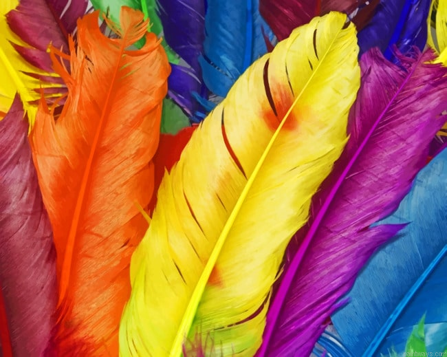 Colorful Feathers Painting By Numberss.png