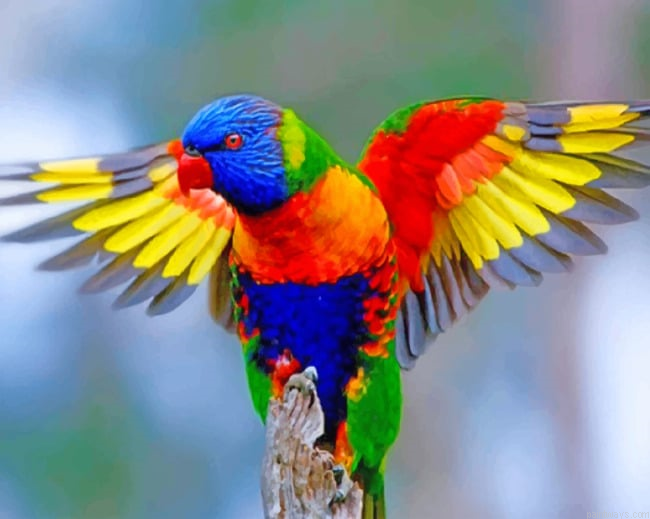 Colorful Lorikeet Birds Painting By Numberss.png
