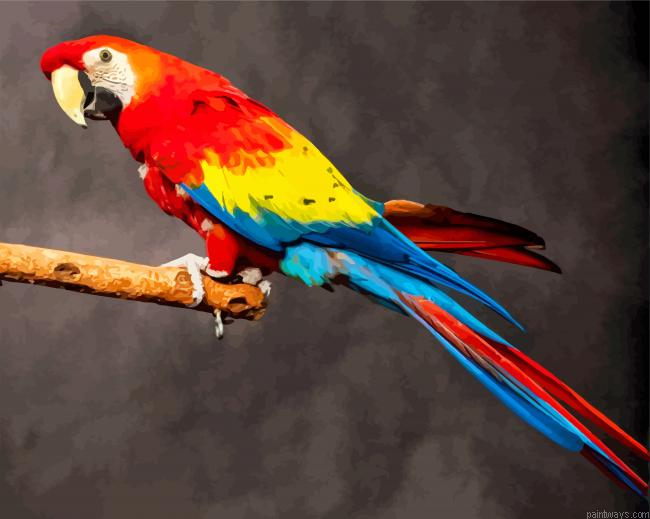 Colorful Macaw Bird Painting By Numberss.png