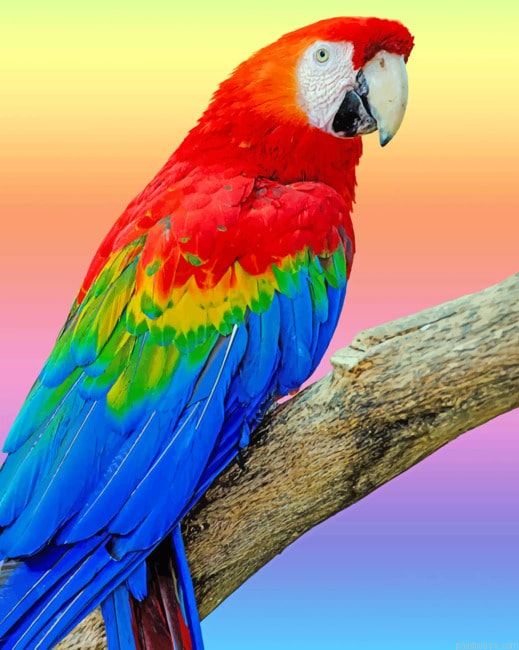 Colorful Parrot Birds Painting By Numberss.png