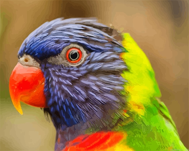 Colorful Parrot New Painting By Numberss.png