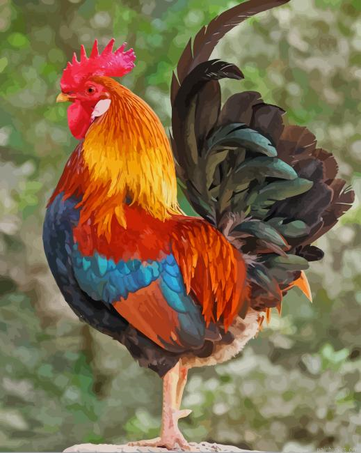 Colorful Rooster New Painting By Numberss.png