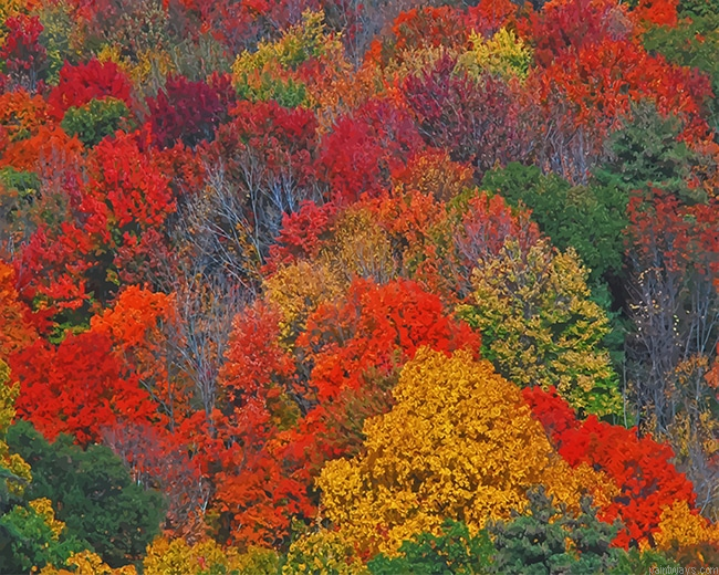 Colorful Trees New Painting By Numberss.png