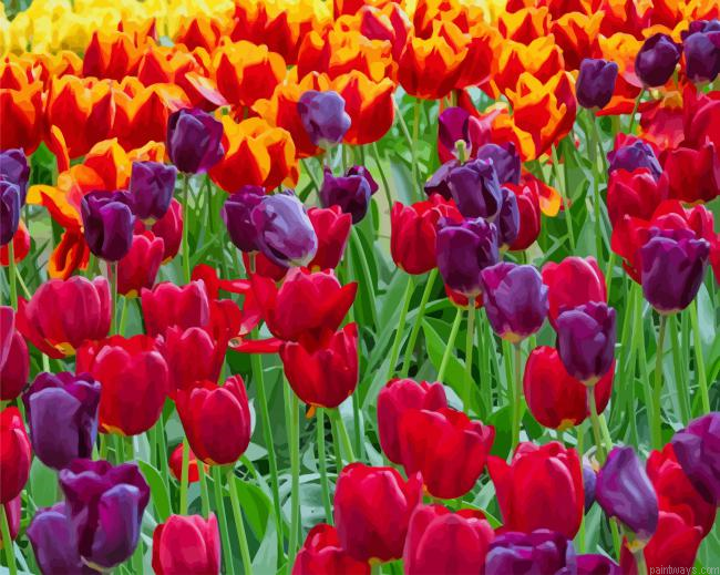 Colorful Tulips New Painting By Numberss.png