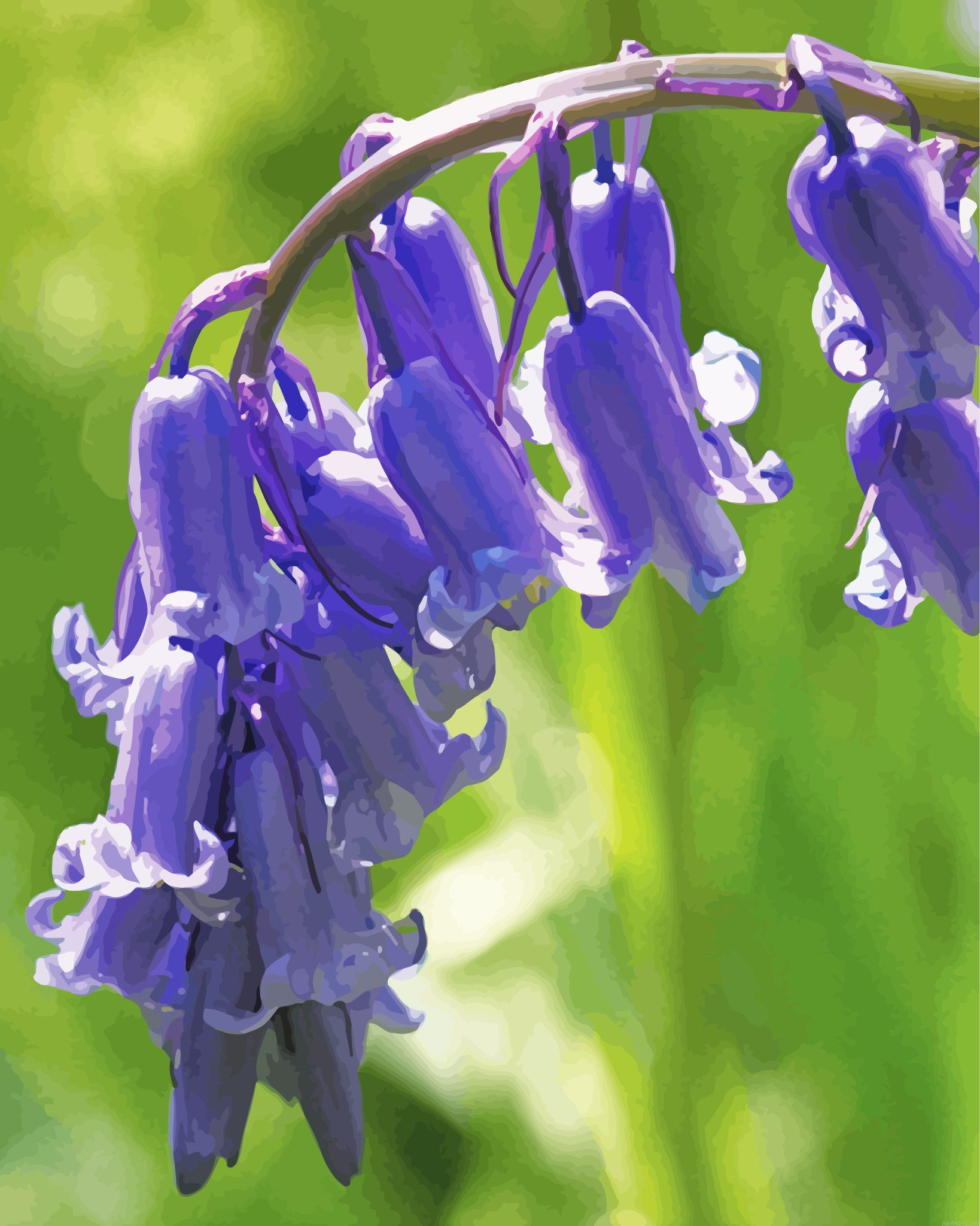 Common Bluebells Painting By Numberss.png