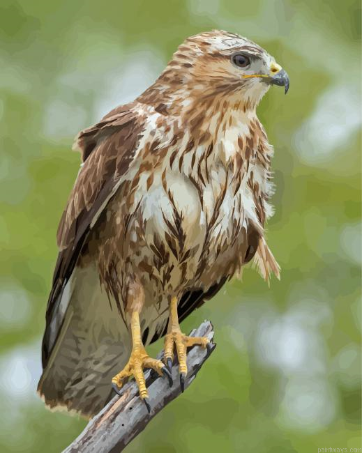 Common Buzzard Painting By Numberss.png