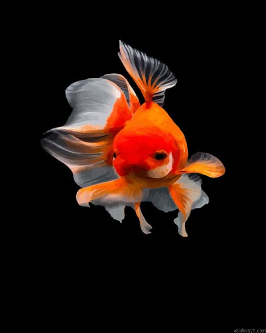 Common Goldfish Painting By Numbers.png