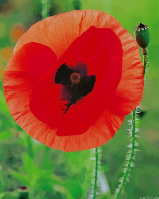 Common Poppy New Painting By Numberss.png