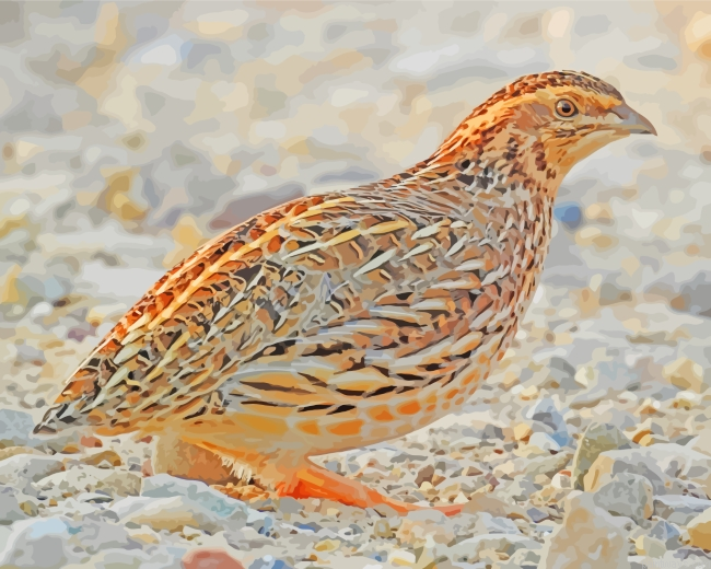 Common Quail Bird Painting By Numberss.png
