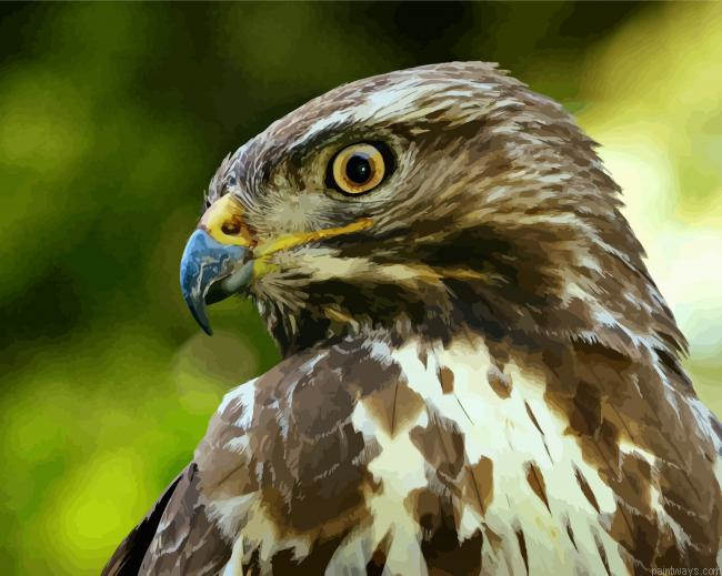 Common Buzzard Bird Painting By Numberss.png