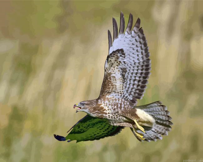 Common Buzzard Flying Painting By Numberss.png