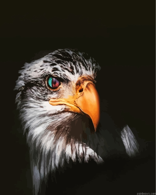 Cool Eagle Eyes Painting By Numbers.png