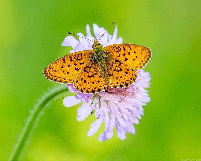 Copper Butterfly New Painting By Numberss.png