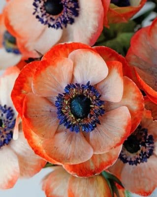Coral Anemone Flower Painting By Numbers.png